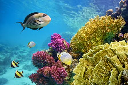A coral reef with tropical fish.
