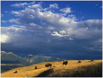 Photograph of prairie grasslands with mountains and bison.
