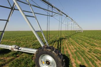 Center pivot sprinkler irrigation system located on a winter wheat cover crop in Morton, Texas.