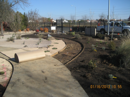 Cardboard layer was placed over the soil to help eliminate weed growth at Donna Dean Garden.