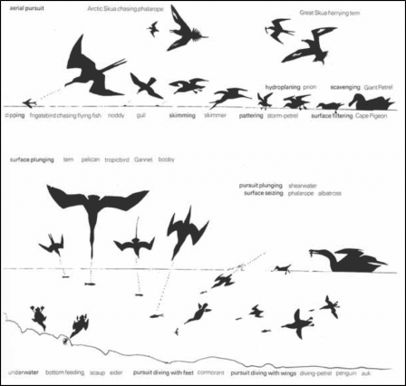 Illustration showing different surface feeding and diving seabirds, their size, and methods of hunting (chasin, skimming, surface swimming, diving, pursuit diving with wings, pursuit diving with wings, bottom feeding,