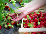 Closeup of hand picking strawberries
