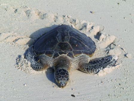 Tortuga en la playa