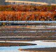 Sandpipers and dowitchers flying over bay sloughs at low tide, South Bay Salt Ponds