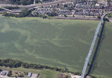 Harmful algal bloom on Ohio River at Ironton drinking water facility intake.