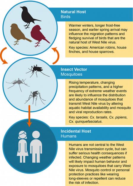 Diagram showing that warmer winters, longer frost-free season, and earlier spring arrival may influence the migration patterns and fledgling survival of birds that are the natural host of West Nile virus.