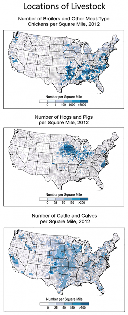 Livestock by location in the United States 2012. Chickens are most common in the southeast, hogs and pigs in the upper midwest, and cattle and calves across the Great Plains.