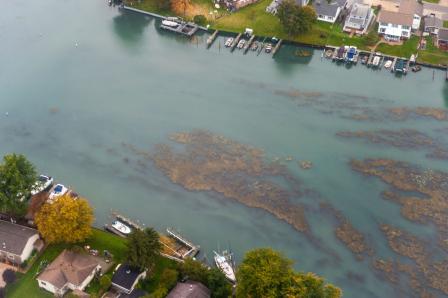 Aerial photo of excessive algal growth