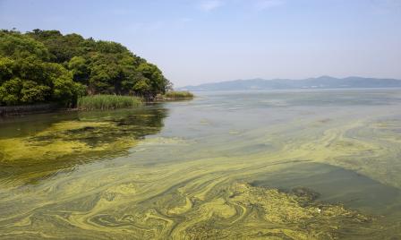 Cyanobacteria in lake