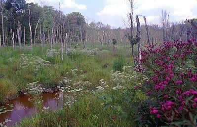A marsh area with woods in the background and a stream with purple and white flowers in the foreground.