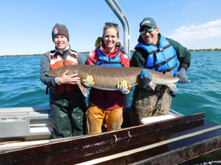 Sturgeon from the St. Clair River