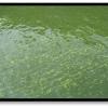 Photo of Microcystis bloom at Ohio River, 2008. Photo by Jim Crawford, Ohio EPA