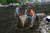 Macroinvertbrate sampling conducted in June 2012 (Housatonic River 1½ Mile)