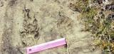 Bobcat tracks in mud
