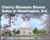 Cherry Blossom Bloom Dates in Washington, D.C.