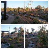 Phase 1 Aliso Creek Confluence Park Construction - Plantings