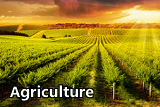 icon for the agriculture sector