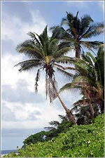 Palm trees tower majectically in the breezes of this unnamed Pacific island