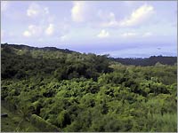 These grasslands and brush shrubs are found on the green island of Saipan
