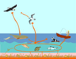 Image of complex marine food web, including microorganisms, bottom-feeding fish, marine animals, birds, and humans fishing.