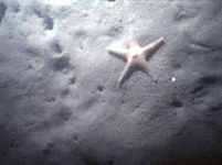 Starfish on the Palos Verdes Shelf ocean floro.