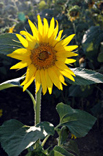 photo of a sunflower