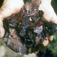 Picture of compost
