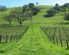 A photo of a vineyard.