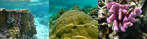 Oceans, Coasts, and Estuaries - Protecting Coral Reefs | Region 9 ...