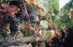 Vineyards at Gallo Wineries