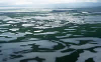 waterfowl habitat in winter and hayfield in summer