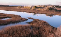 Meeker slough, a tidal marsh