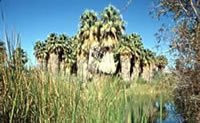 palm oasis in the Mojave