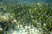 Seagrass growing in shallow waters