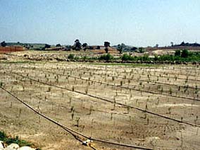 San Luis Rey River - March 2000 - Before