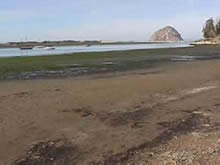 Tidal mudflats at Morro Bay, California
