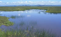 a vernal pool