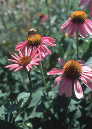 Current Cone Flower