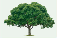 Image of tree