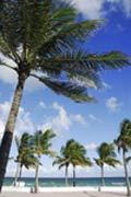 Picture of palm trees
