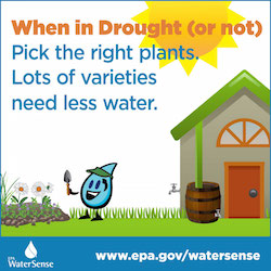 When In Drought (or not), pick the right plants. Lots of varieties need less water.