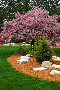 This flowering tree is part of a sustainable landscaping project.